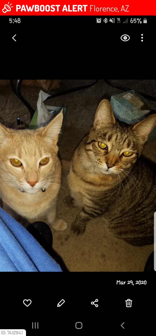 Lost Male Cat last seen THE OASIS AT MAGIC RANCH/High Dunes Drive/Desert Drive, Florence, AZ 85132