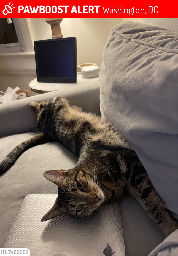 Lost Male Cat last seen 30th and P Streets NW in Georgetown, Washington, DC 20007