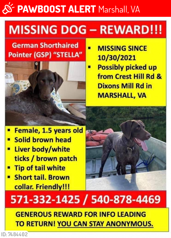 Lost Female Dog last seen Crest Hill & Dixon , Marshall, VA 20115