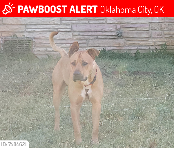 Lost Male Dog last seen NE 11th & Grand Blvd OKC, Oklahoma City, OK 73117