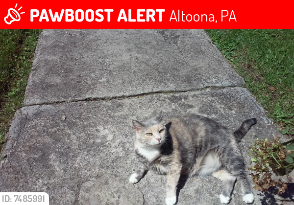 Lost Female Cat last seen Fifth Avenue and 31st Street/Columbia Park, Altoona, PA 16602
