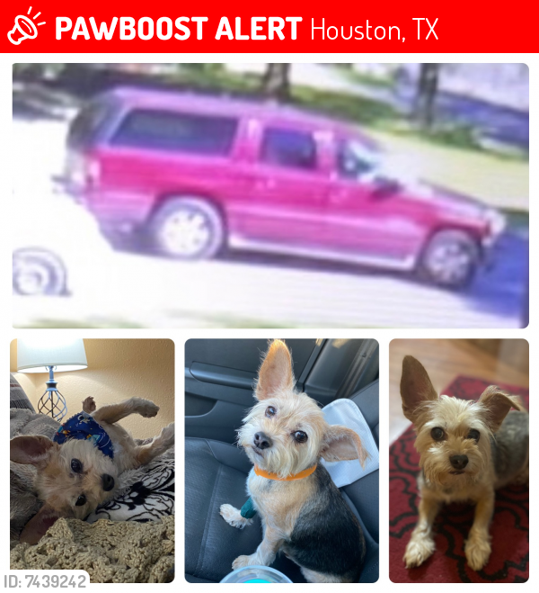 Lost Female Dog last seen Deeds rd… back of Barkers Ridge neighborhood, Houston, TX 77084