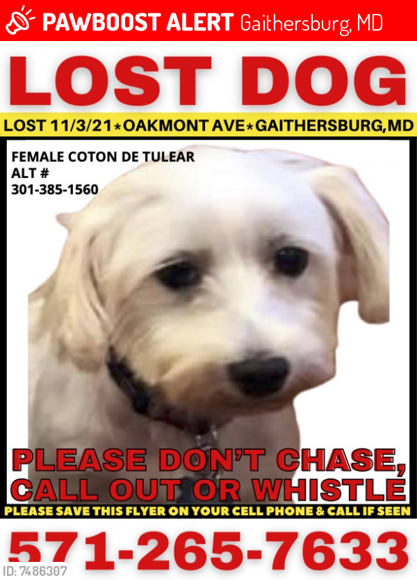 Lost Female Dog last seen Near Rock Lodge Road Gaithersburg MD 20877, Gaithersburg, MD 20877