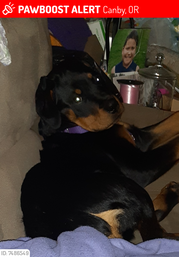 Lost Male Dog last seen NW 3rd Ave & N Elm , Canby, OR 97013