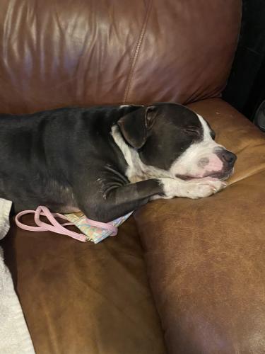 Lost Female Dog last seen Apache & price, Tempe, AZ 85281