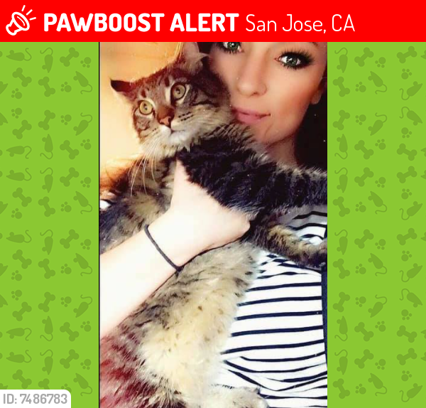 Lost Male Cat last seen apartmnts  maliocco-huff ave, San Jose, CA 95128
