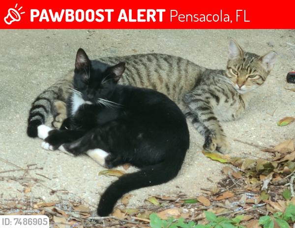 Lost Female Cat last seen Barrancas, Pensacola, FL 32507