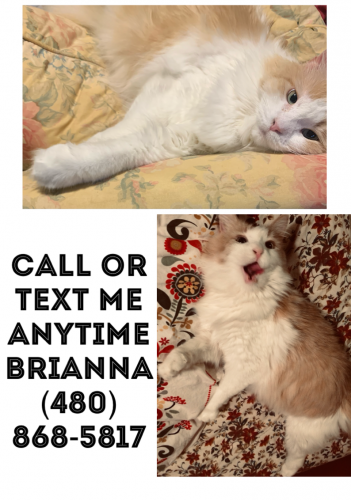 Lost Female Cat last seen Hardy & 5th street, Tempe, AZ 85281