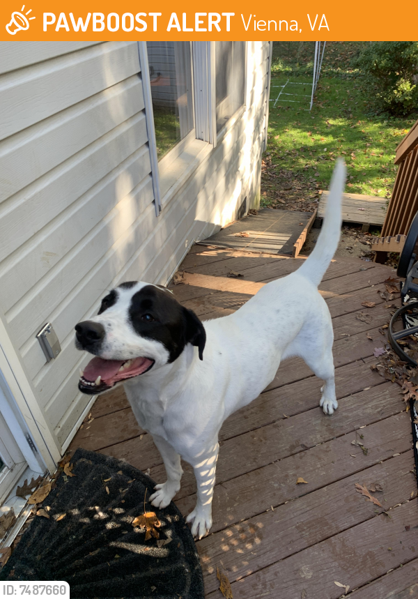 Found/Stray Male Dog last seen Nutley and Courthouse, Vienna, VA 22180