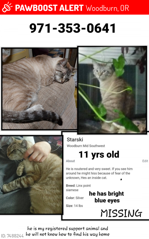 Lost Male Cat last seen Hardcastle and 99e, Woodburn, OR 97071