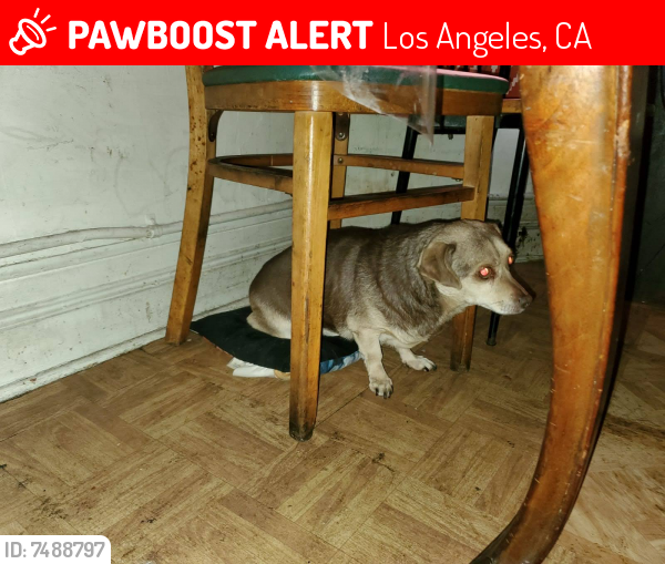 Lost Male Dog last seen Gage and Figueroa , Los Angeles, CA 90044