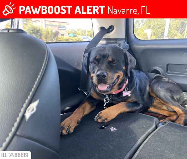 Lost Female Dog last seen Webster st , Navarre, FL 32566