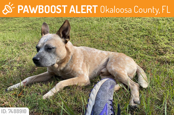 Found/Stray Male Dog last seen Dads Road and Hidden Springs Neighborhood, Okaloosa County, FL 32531