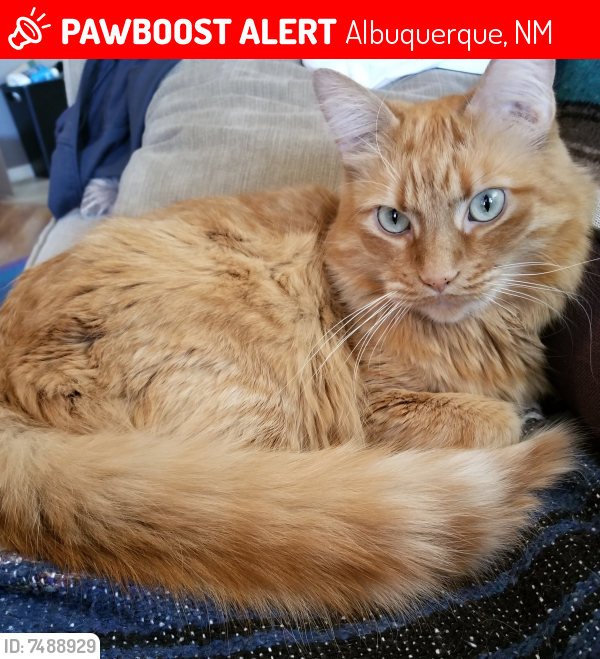 Lost Female Cat last seen Rio Bravo and 2nd Street, Albuquerque, NM 87105
