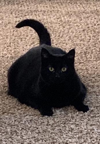 Lost Female Cat last seen Sawmill Woods and Crofton Drive, Fort Wayne, IN 46835