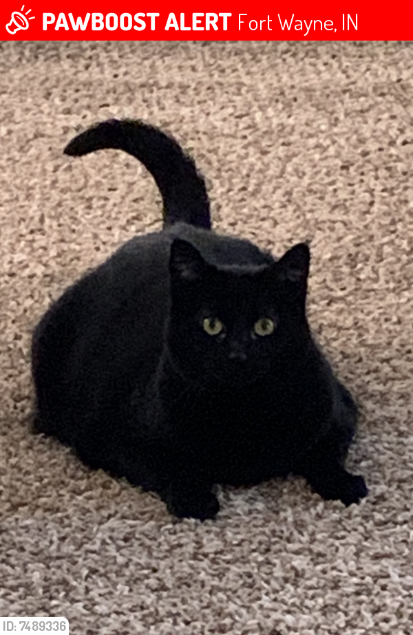 Lost Female Cat last seen Sawmill Woods and Crofton Drive, Fort Wayne, IN 46835