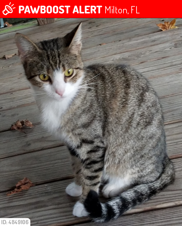Lost Female Cat last seen Bodega & Charlois Rd in American Farms, East Milton , Milton, FL 32583