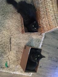 Reunited Female Cat last seen Marina, Long Beach, CA 90803