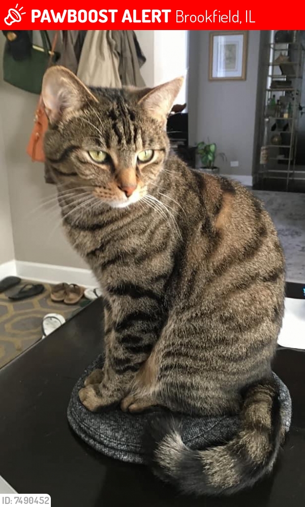 Lost Male Cat last seen Ogden ave and Elm St, Brookfield, IL, Brookfield, IL 60513