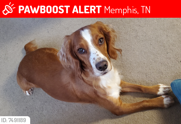 Lost Female Dog last seen E Pontotoc Ave near Mapco Station, Memphis, TN 38103