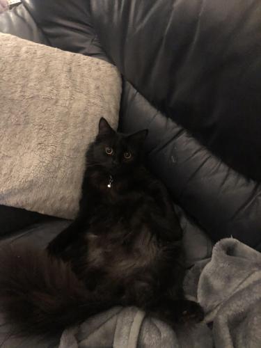 Lost Male Cat last seen Whimbrel Close, Bicestet, Oxfordshire, England OX26