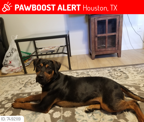 Lost Male Dog last seen Blalock and Westview, Houston, TX 77055