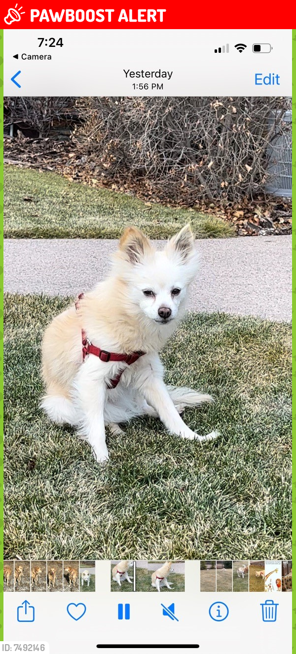 Lost Female Dog last seen Save On Foods Parking Lot, Calgary, AB T3H 4E7