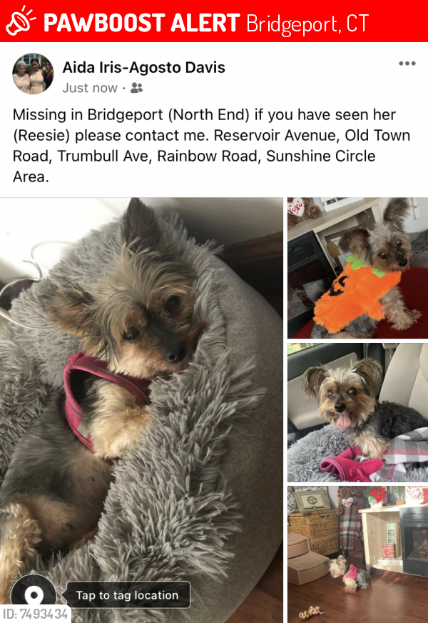 Lost Female Dog last seen Reservoir Ave, to Rainbow Street, to Sunshine Circle, Bridgeport, CT 06606