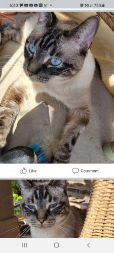 Lost Male Cat last seen Grandview, Gardendale, TX 79758