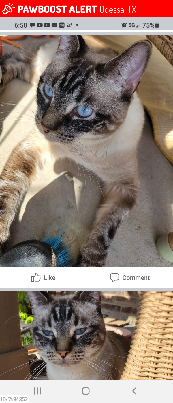 Lost Male Cat last seen Grandview, Gardendale, TX 79758
