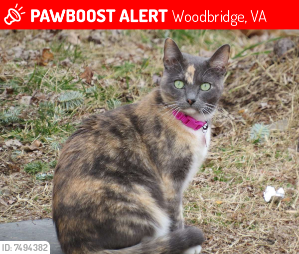 Lost Female Cat last seen Occoquan rd Woodbridge va, Woodbridge, VA 22191