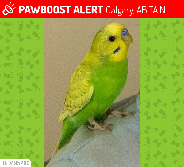 Lost Male Bird last seen Varsity Community Center, Calgary, AB T3A 0N4
