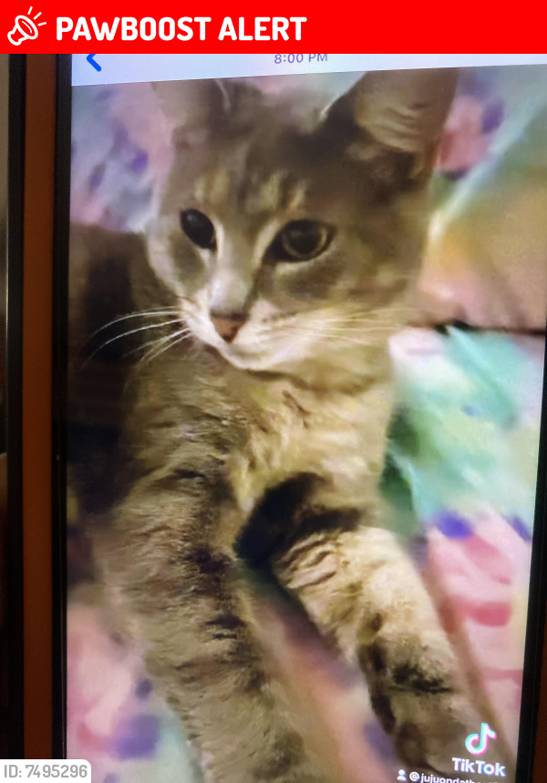 Lost Female Cat last seen Duval high school , Prince George's County, MD 20706