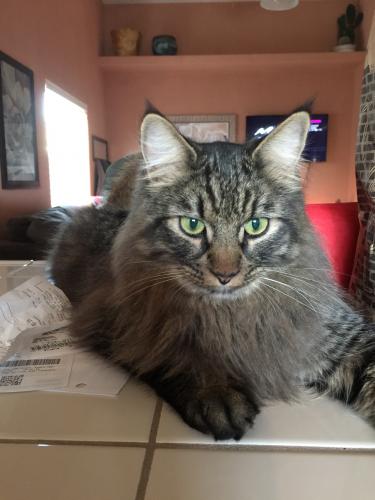 Lost Male Cat last seen Cooper and Chandler , Chandler, AZ 85225