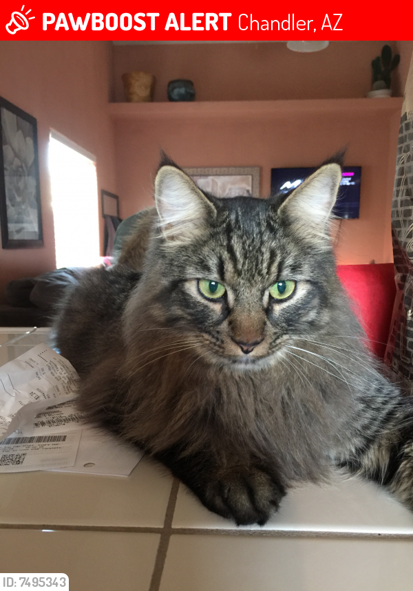 Lost Male Cat last seen Cooper and Chandler , Chandler, AZ 85225