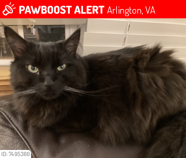 Lost Male Cat last seen Tuckahoe Street, Arlington, VA 22213