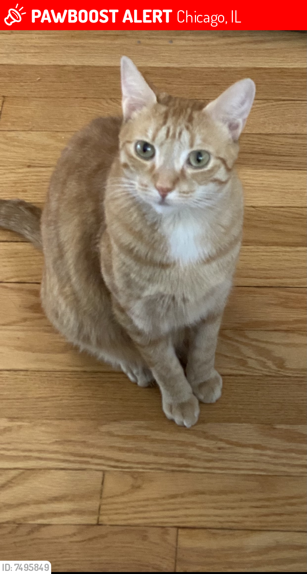 Lost Male Cat last seen 80th Lawndale St, Chicago, IL 60652