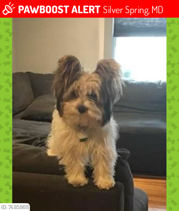 Lost Female Dog last seen Barbara Road and wller, Silver Spring, MD 20906