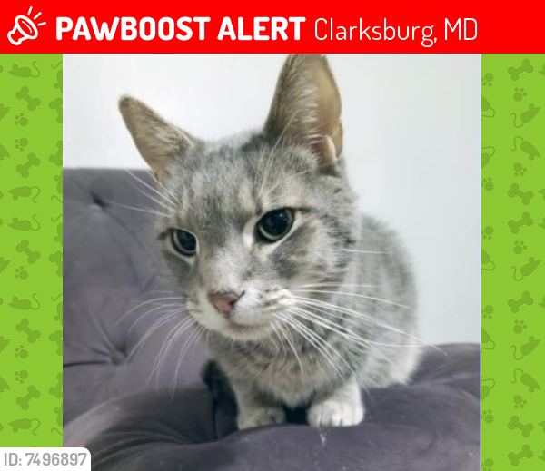 Lost Male Cat last seen Byrne Park Drive, Clarksburg, MD 20871, Clarksburg, MD 20871