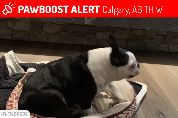 Lost Female Dog last seen Near morning vista way, springbank, alberta, canada, Calgary, AB T3H 1W7