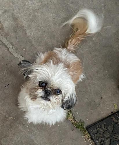 Lost Male Dog last seen 46th Drive and Thomas Road (Villa Allegra cndmniums), Phoenix, AZ 85031