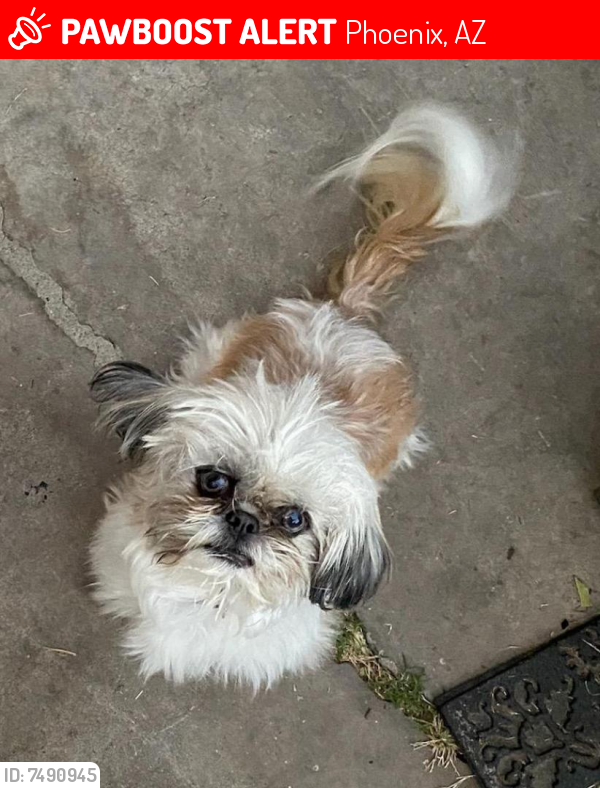 Lost Male Dog last seen 46th Drive and Thomas Road (Villa Allegra cndmniums), Phoenix, AZ 85031