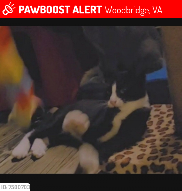 Lost Female Cat last seen Kilbane rd, Woodbridge VA 22193, Woodbridge, VA 22193