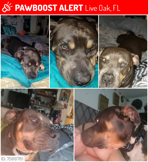 Lost Male Dog last seen 16th terrace and 185th near nobles fairy and Suwannee state part, Live Oak, FL 32060