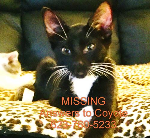 Lost Male Cat last seen Near E Paradise Village Parkway N, Phoenix, AZ 85032