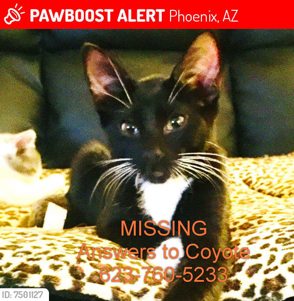Deceased Male Cat last seen Near E Paradise Village Parkway N, Phoenix, AZ 85032