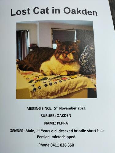 Lost Male Cat last seen Hanbury Court, Oakden SA, Oakden, SA 5086