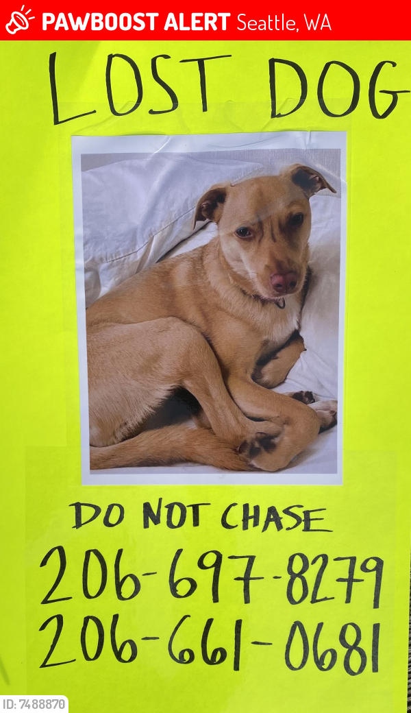 Lost Female Dog last seen MLK/Dearborn park , Seattle, WA 98108