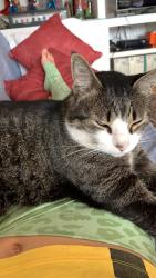 Lost Male Cat last seen Estadio do Pacaembu, Perdizes, SP 01246-030