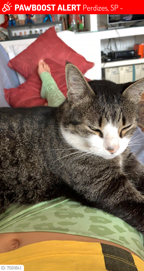 Lost Male Cat last seen Estadio do Pacaembu, Perdizes, SP 01246-030
